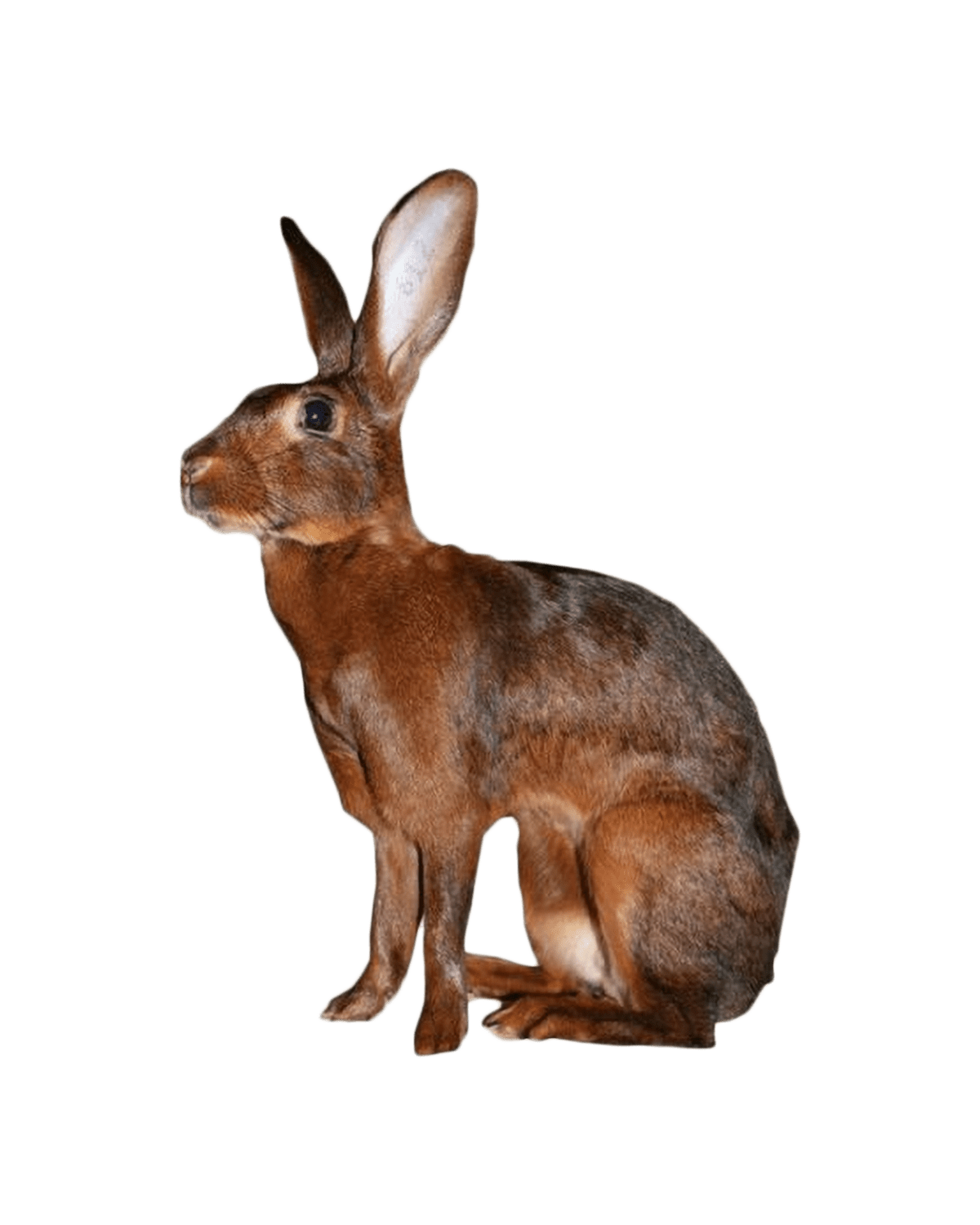 Belgian Hare